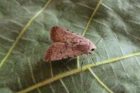Caradrina clavipalpis