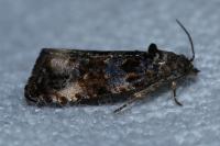 Endothenia ustulana