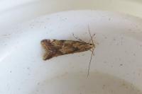 Brachmia blandella