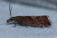 Dichrorampha acuminatana