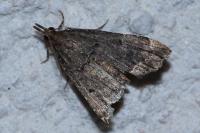 Diplopseustis perieresalis