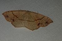 Cyclophora punctaria