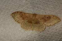 Idaea degeneraria
