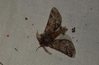 Thaumetopoea pityocampa