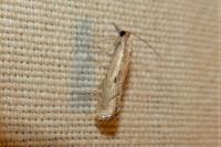 Agriphila geniculea