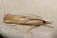 Pediasia fascelinella