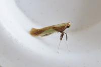 Caloptilia alchimiella/robustella
