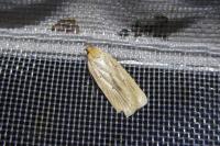 Agonopterix pallorella