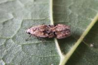 Altenia scriptella
