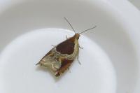 Ancylis unculana