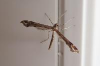 Amblyptilia acanthadactyla