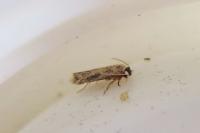 Zimmermannia atrifrontella