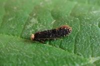 Monopis laevigella