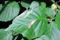 Parornix devoniella