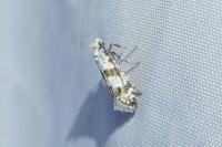 Scythropia crataegella