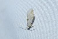 Niphonympha dealbatella