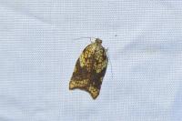 Acleris rhombana