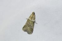 Acrobasis consociella