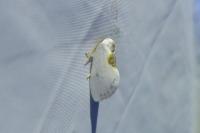 Cilix hispanica