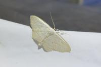 Scopula emutaria