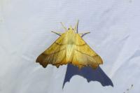Ennomos fuscantaria
