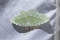 Campaea margaritaria