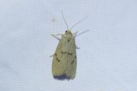 Apaidia mesogona