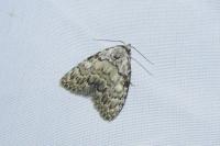 Meganola strigula