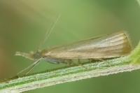 Agriphila straminella