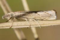 Agriphila geniculea