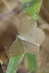 Scopula immutata