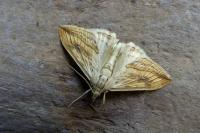 Evergestis forficalis