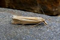 Ancylolomia tentaculella