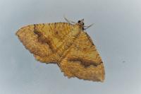 Camptogramma bilineata