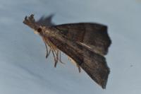 Hypena proboscidalis