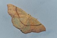 Cyclophora punctaria