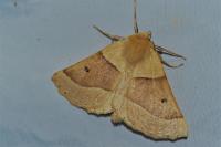 Crocallis elinguaria