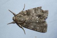 Acronicta rumicis