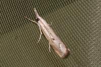 Agriphila geniculea