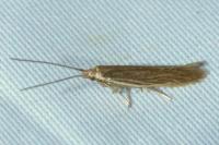 Coleophora