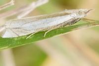 Crambus pascuella