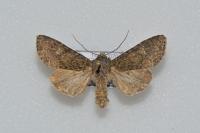 Mamestra brassicae
