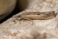 Agriphila geniculea