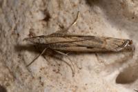 Agriphila geniculea