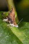 Choreutis nemorana