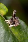 Choreutis nemorana