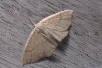 Cyclophora ruficiliaria