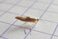Argyresthia albistria