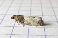 Notocelia roborana