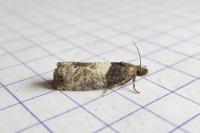 Notocelia roborana
